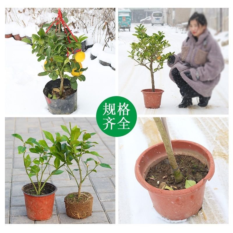 柠檬树苗，柠檬四季开花结产量高柠檬树苗要的联系。