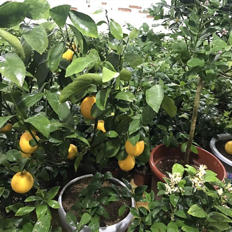 柠檬树苗，柠檬四季开花结产量高柠檬树苗要的联系。