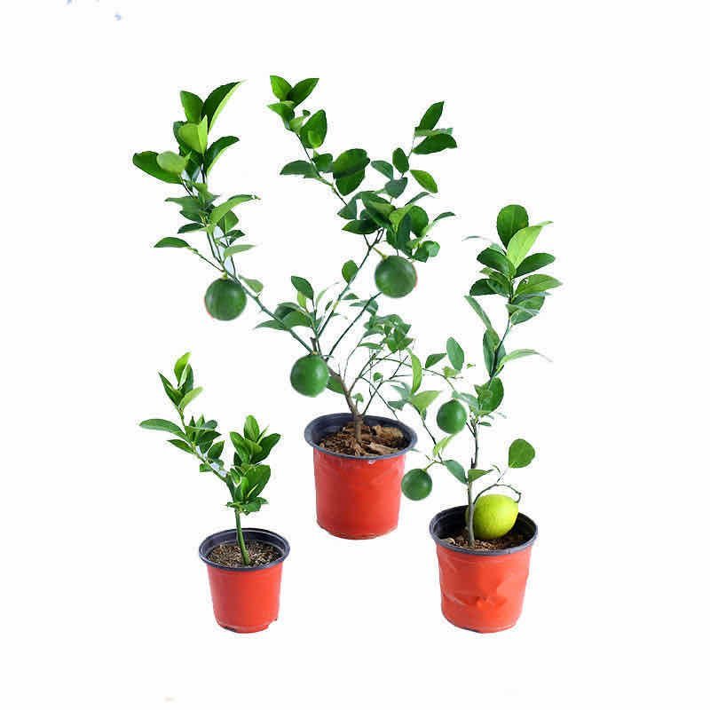 柠檬树苗，柠檬四季开花结产量高柠檬树苗要的联系。