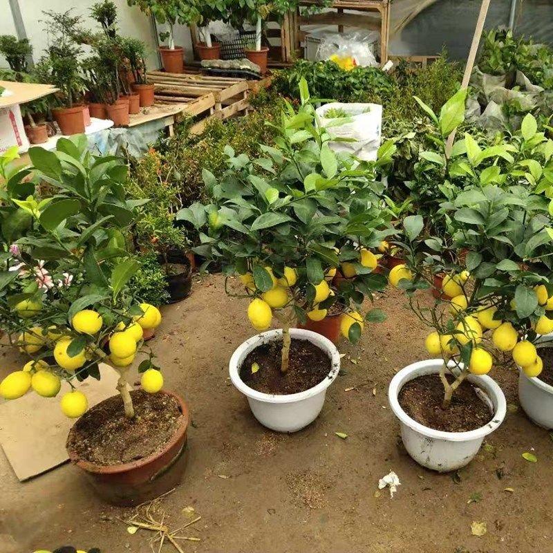柠檬树苗，柠檬四季开花结产量高柠檬树苗要的联系。