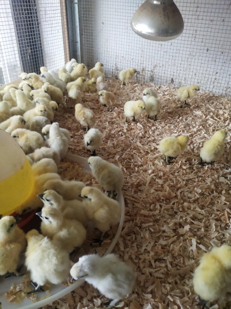 乌鸡苗竹丝鸡乌骨鸡包打疫苗包成活诚信经营量大从优