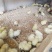 乌鸡苗竹丝鸡乌骨鸡包打疫苗包成活诚信经营量大从优