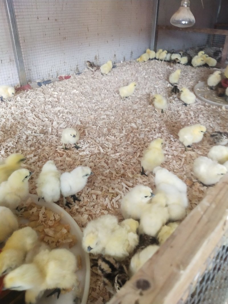 乌鸡苗竹丝鸡乌骨鸡包打疫苗包成活诚信经营量大从优