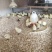 乌鸡苗竹丝鸡乌骨鸡包打疫苗包成活诚信经营量大从优