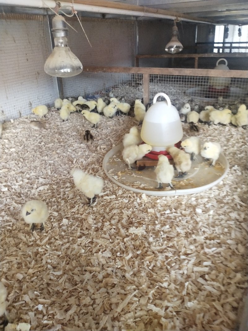 乌鸡苗竹丝鸡乌骨鸡包打疫苗包成活诚信经营量大从优