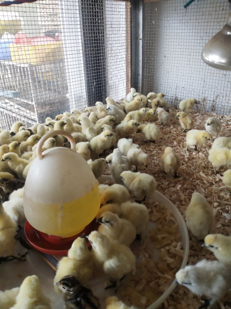 乌鸡苗竹丝鸡乌骨鸡包打疫苗包成活诚信经营量大从优
