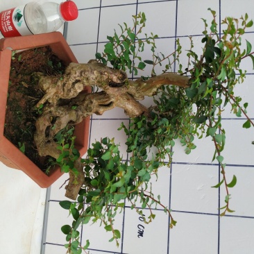 紫薇老桩，小叶紫红色紫薇