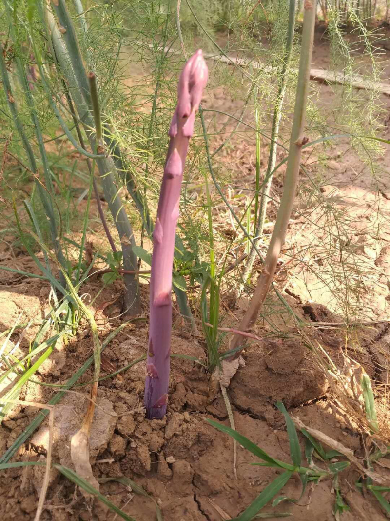 紫芦笋苗紫色芦笋苗带土发货保证成活