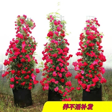 木香花苗盆栽爬藤植物浓香甜蜜红木香四季开花庭院花