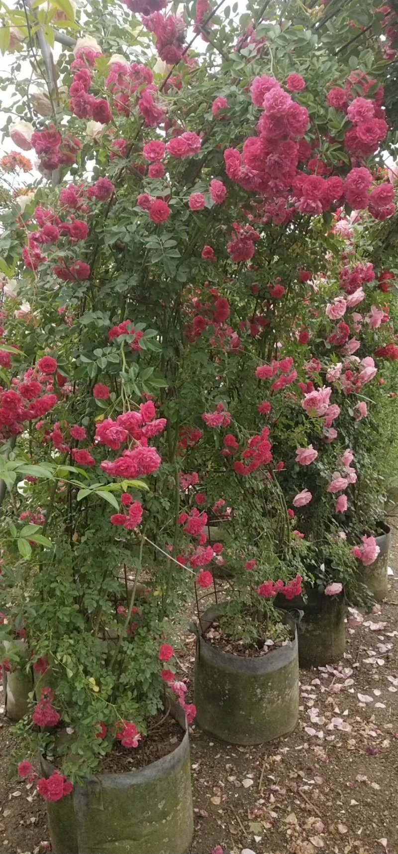 木香花苗盆栽爬藤植物浓香甜蜜红木香四季开花庭院花