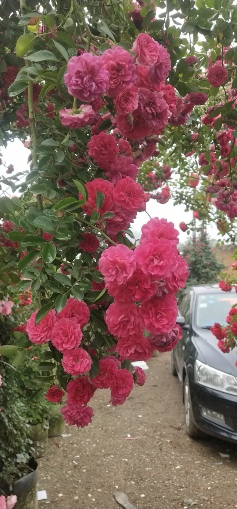 木香花苗盆栽爬藤植物浓香甜蜜红木香四季开花庭院花