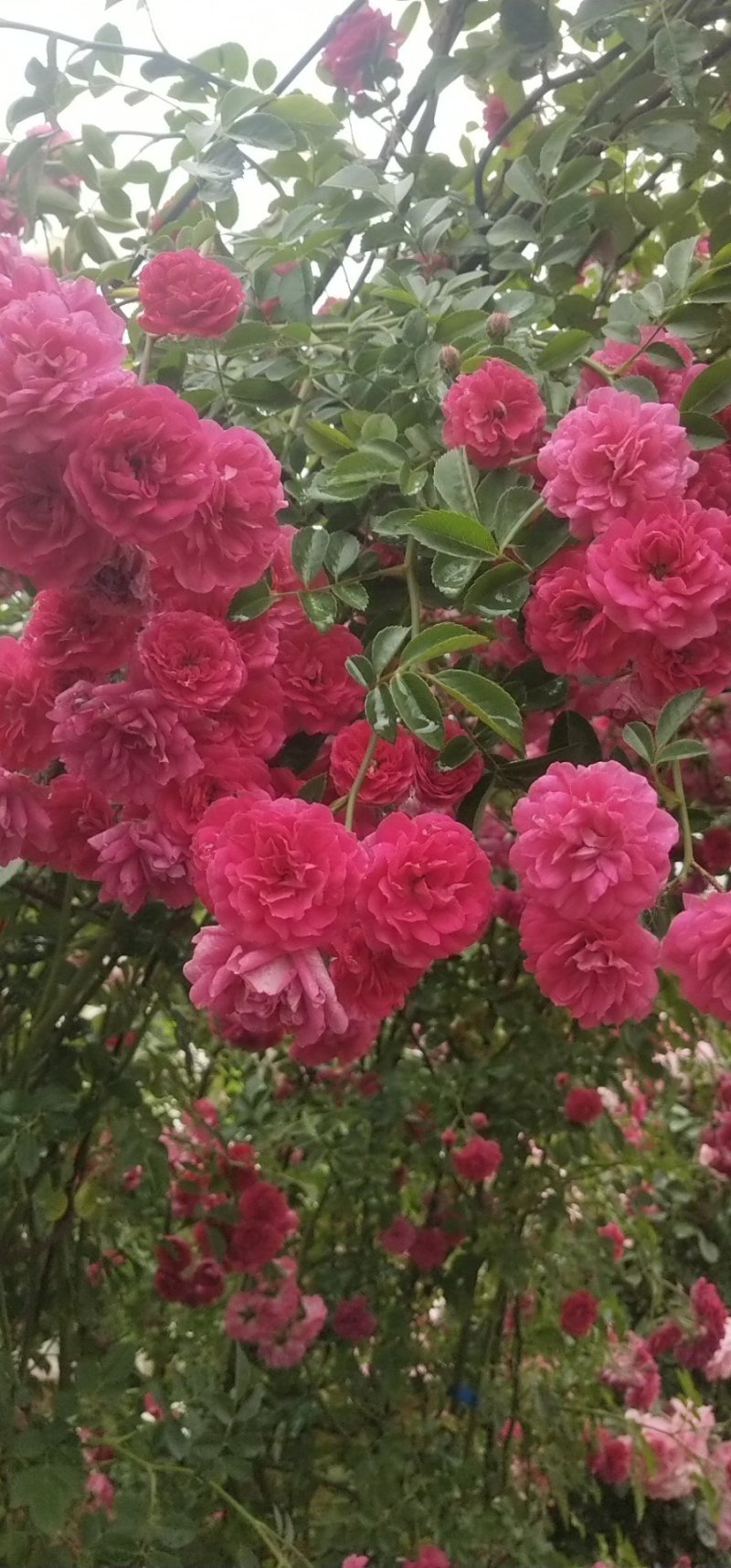 木香花苗盆栽爬藤植物浓香甜蜜红木香四季开花庭院花
