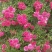 木香花苗盆栽爬藤植物浓香甜蜜红木香四季开花庭院花