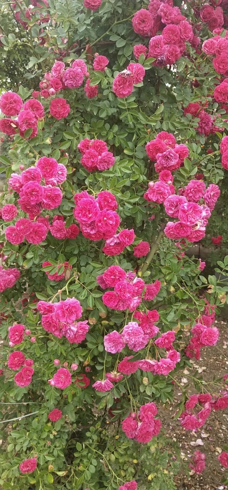 木香花苗盆栽爬藤植物浓香甜蜜红木香四季开花庭院花