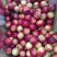 千年红大量出货