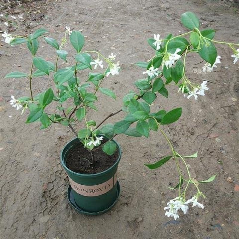 风车茉莉苗盆栽爬藤植物阳台庭院植物四季常青意大利络石藤