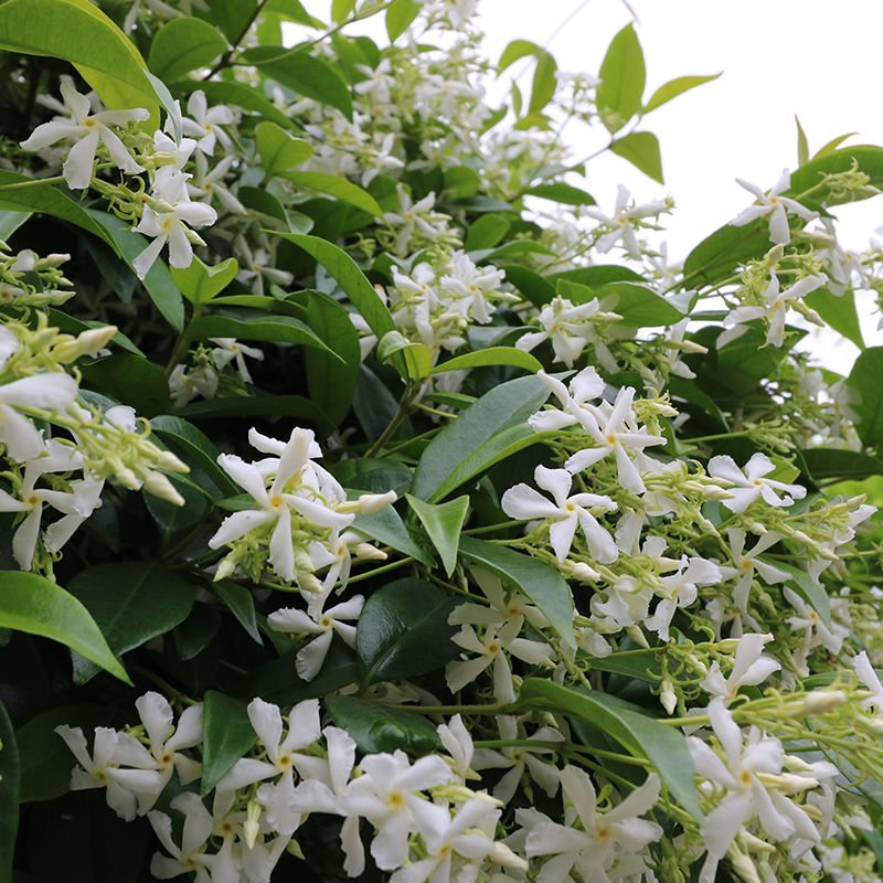 风车茉莉苗盆栽爬藤植物阳台庭院植物四季常青意大利络石藤