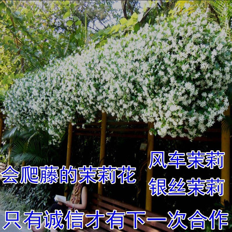 风车茉莉苗盆栽爬藤植物阳台庭院植物四季常青意大利络石藤