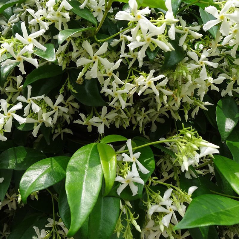风车茉莉苗盆栽爬藤植物阳台庭院植物四季常青意大利络石藤