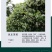 风车茉莉苗盆栽爬藤植物阳台庭院植物四季常青意大利络石藤