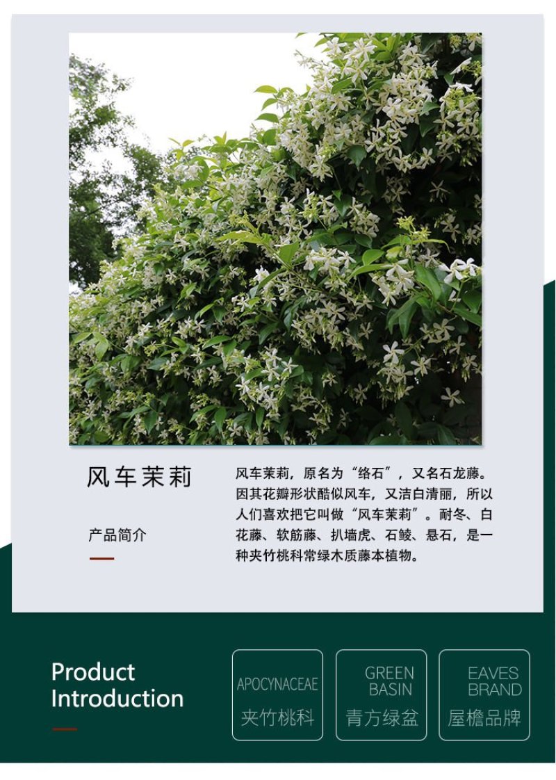 风车茉莉苗盆栽爬藤植物阳台庭院植物四季常青意大利络石藤