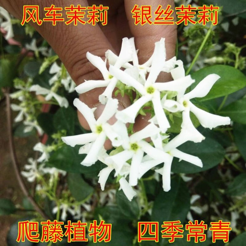 风车茉莉苗盆栽爬藤植物阳台庭院植物四季常青意大利络石藤