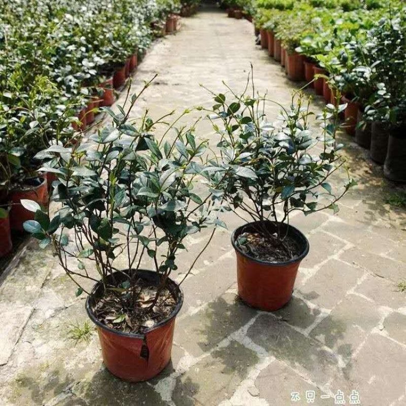 风车茉莉苗盆栽爬藤植物阳台庭院植物四季常青意大利络石藤