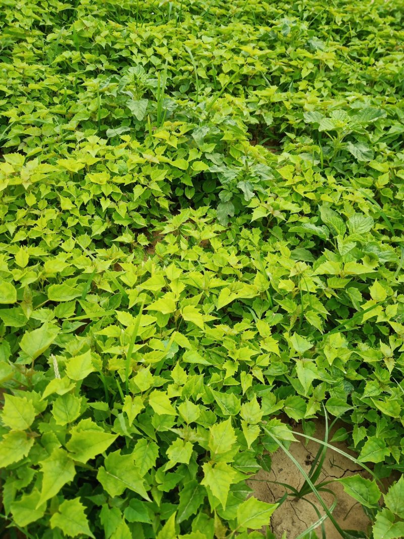 楸树小苗