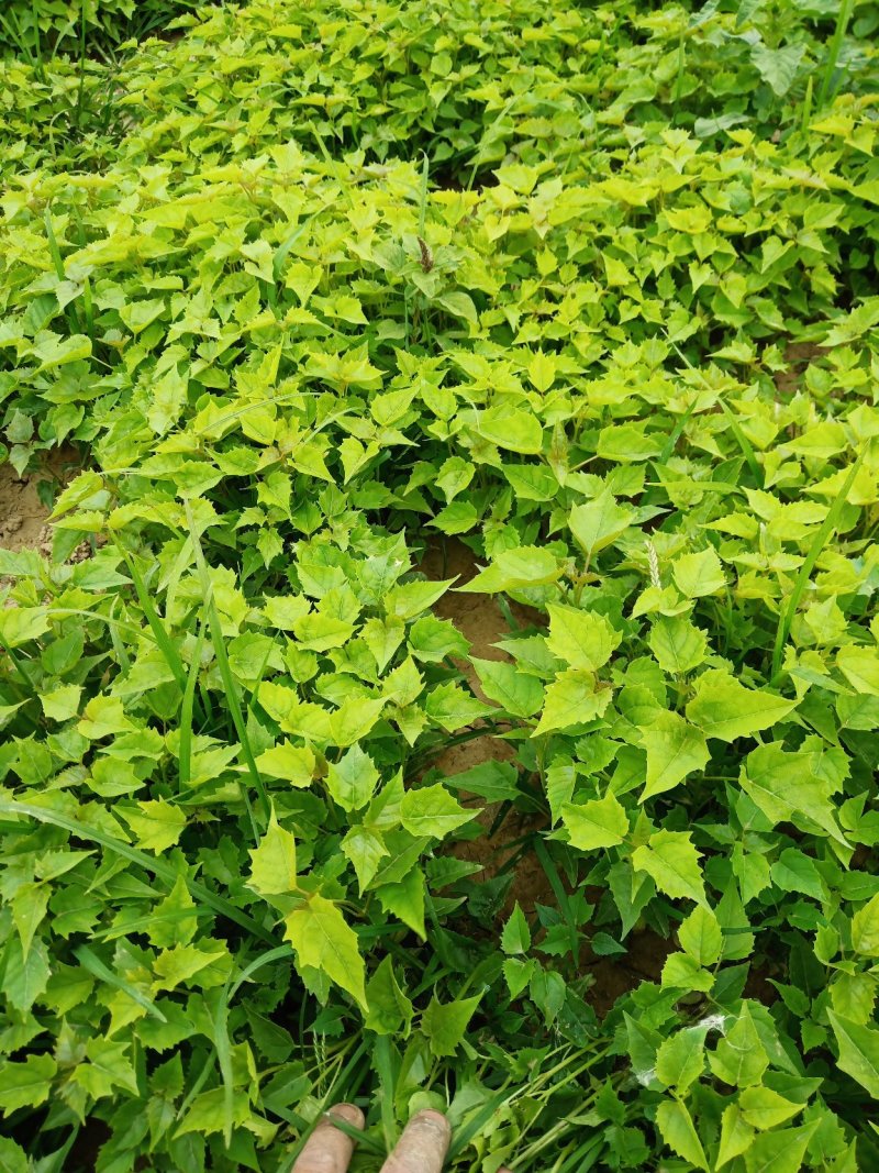 楸树小苗