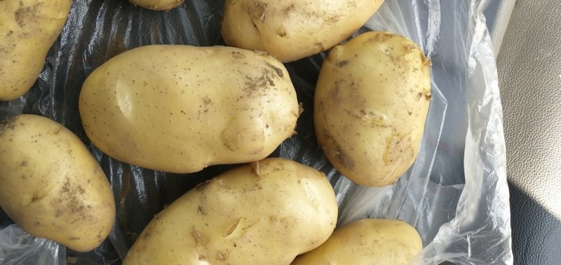土豆大量上市。