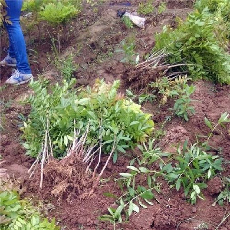 紫藤苗多花紫藤日本紫藤紫藤植物庭院别墅围墙四季开花