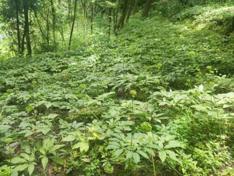 竹节参/恩施富硒名贵药材竹节参