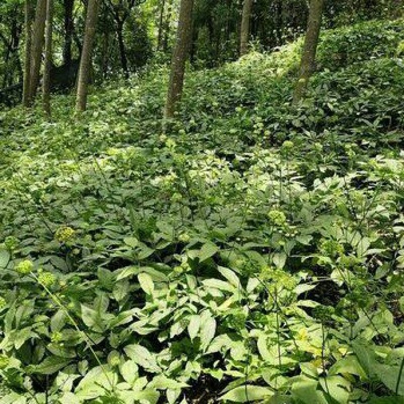 竹节参/恩施富硒名贵药材竹节参