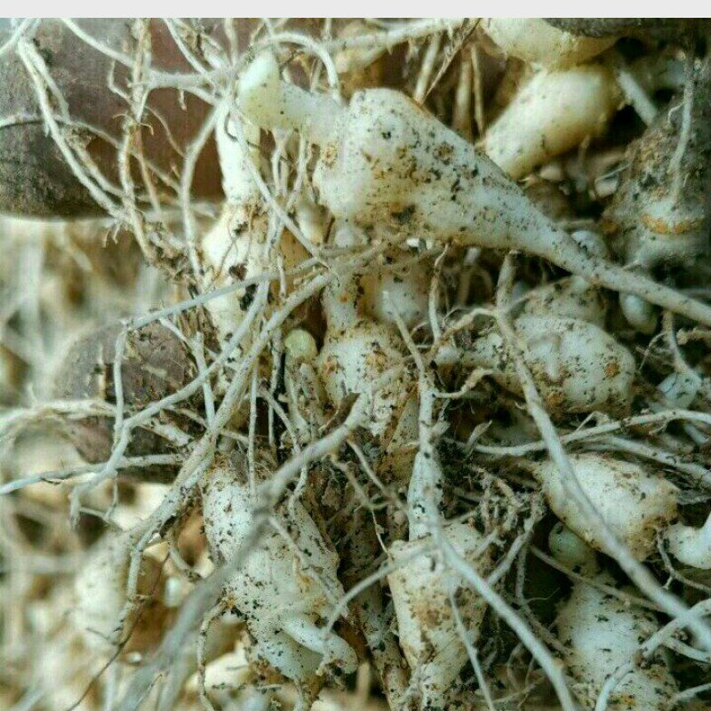 竹节参/恩施富硒名贵药材竹节参