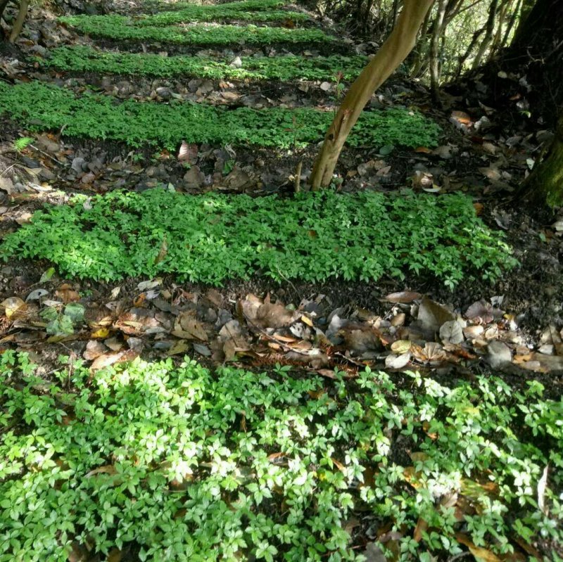 竹节参/恩施富硒名贵药材竹节参