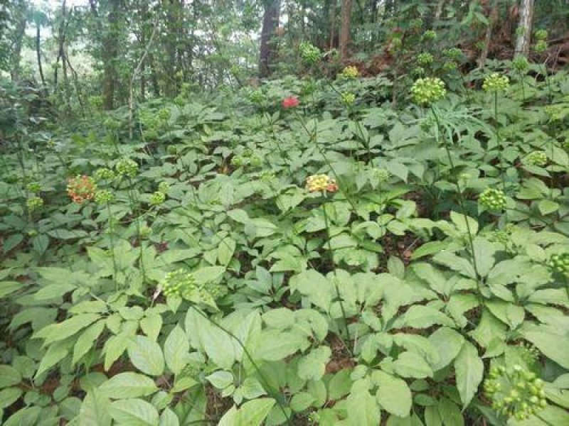 竹节参/恩施富硒名贵药材竹节参