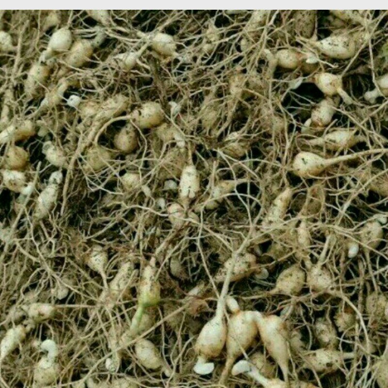 竹节参/恩施富硒名贵药材竹节参