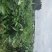 精品平安树！基地直发！没有中间商赚差价！