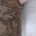 正宗白花牛奶根干货，统货阳枝5厘米以下香味浓郁