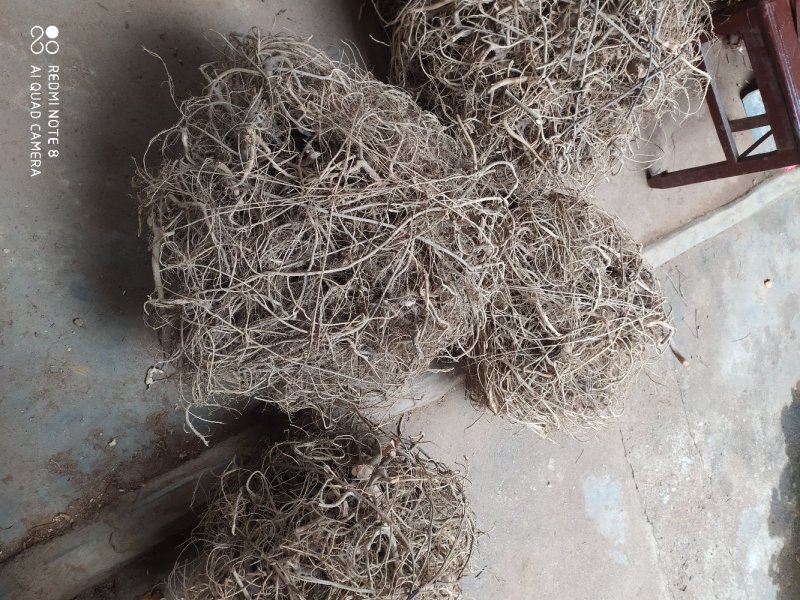 正宗白花牛奶根干货，统货阳枝5厘米以下香味浓郁