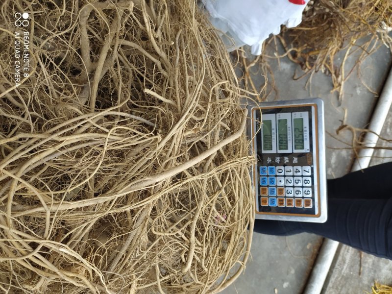 正宗白花牛奶根干货，统货阳枝5厘米以下香味浓郁