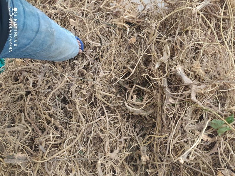 正宗白花牛奶根干货，统货阳枝5厘米以下香味浓郁