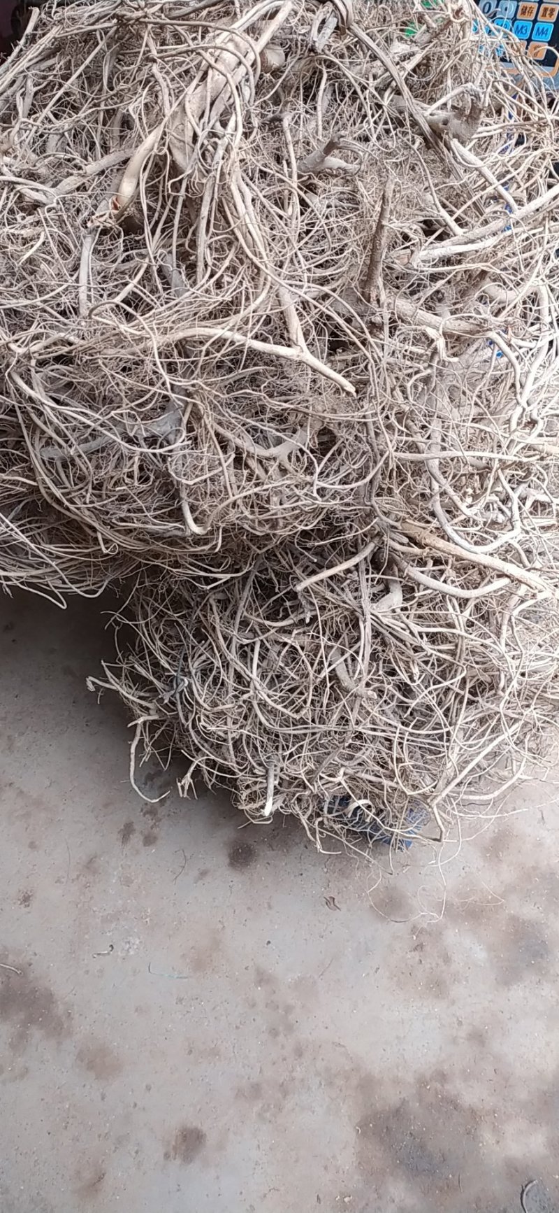 正宗白花牛奶根干货，统货阳枝5厘米以下香味浓郁