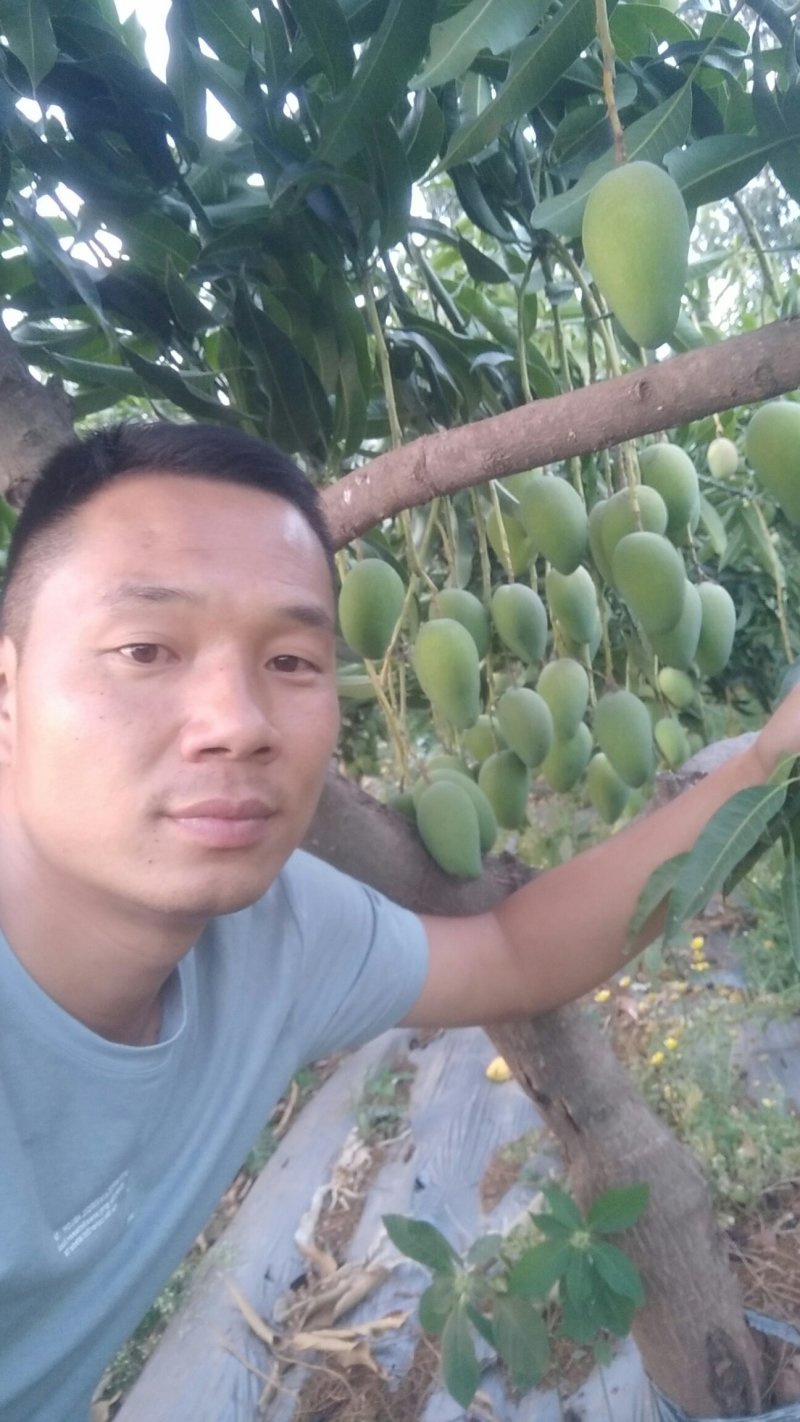 元谋芒果，已经开始上市了。要定货的速度点。