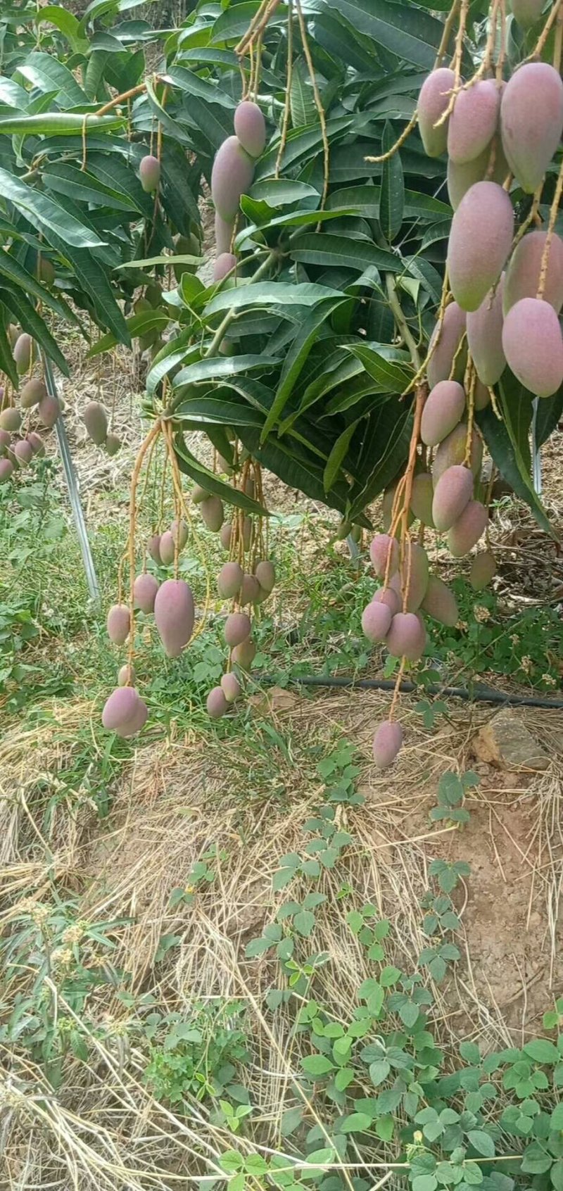 元谋芒果，已经开始上市了。要定货的速度点。