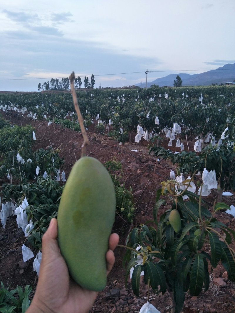 元谋芒果，已经开始上市了。要定货的速度点。