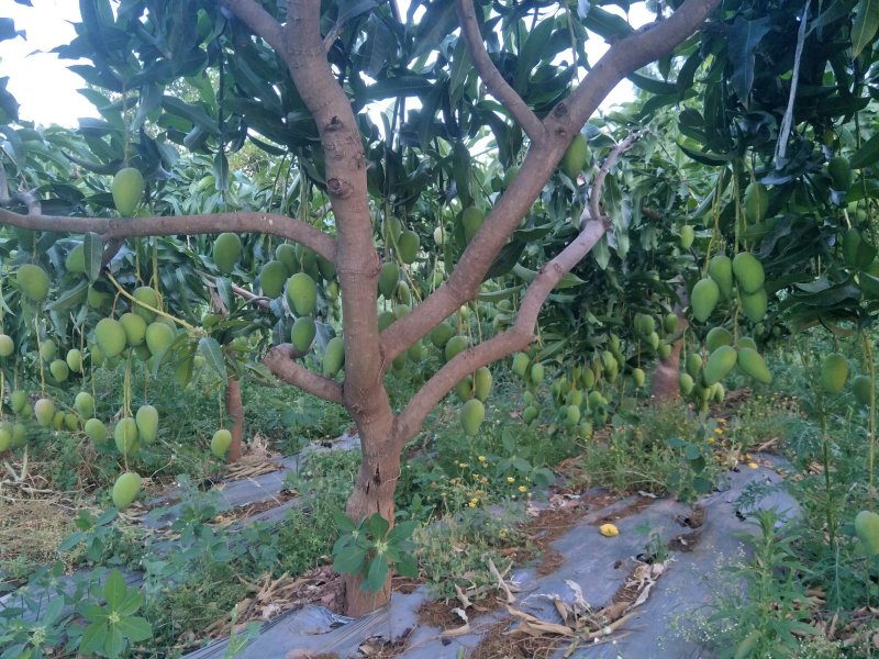 元谋芒果，已经开始上市了。要定货的速度点。