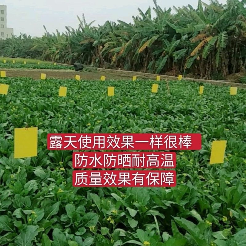 双面防水装粘虫板黄板诱虫板灭虫板篮板果园大棚粘板诱虫板粘