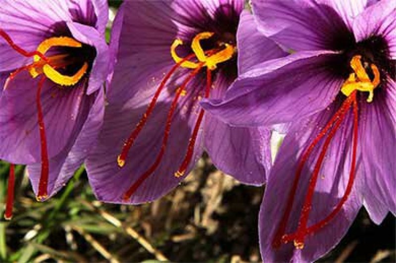 藏红花种球包技术包收花丝种球大田室内立体种植节约土地省工