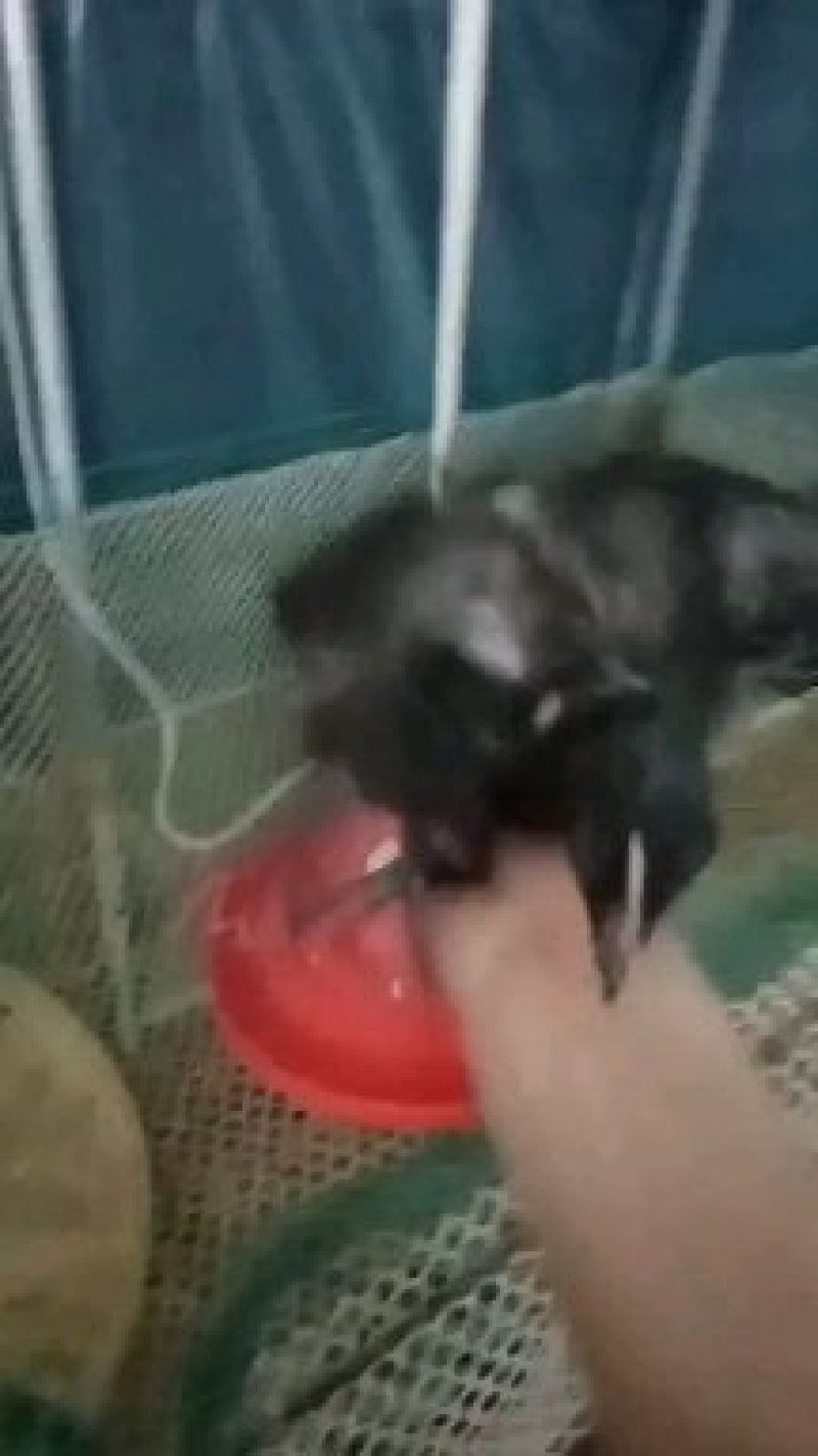 芦花鸡纯种芦花鸡苗，包运输包成活率包技术包打疫苗